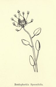 Bottlephorkia Spoonifolia